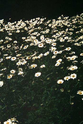 Anthemis cupaniana 