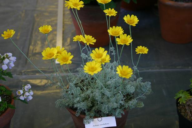 Anthemis marshalliana 