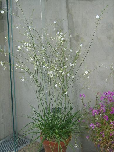 Anthericum ramosum 