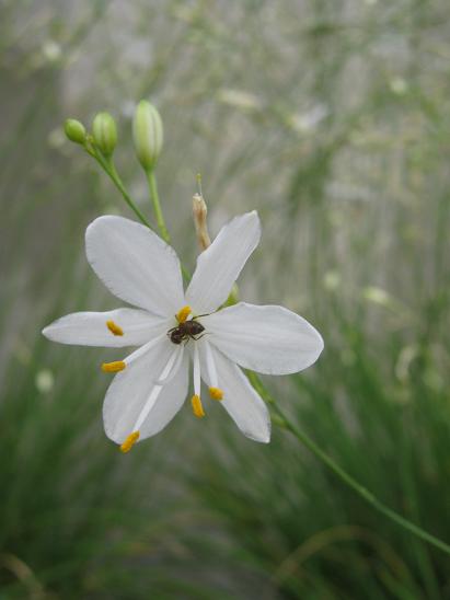 Anthericum ramosum 