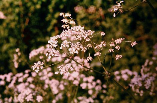 Anthriscus sylvestris 