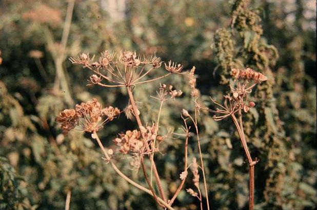 Anthriscus sylvestris 