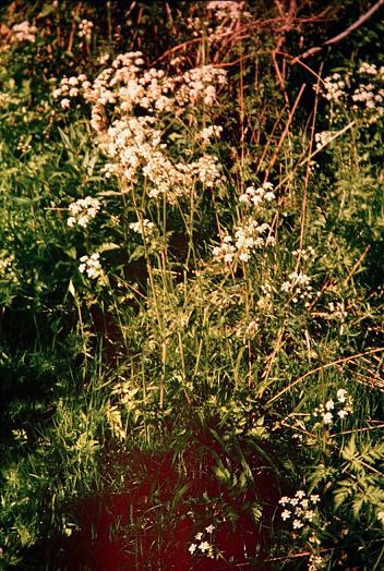 Anthriscus sylvestris 