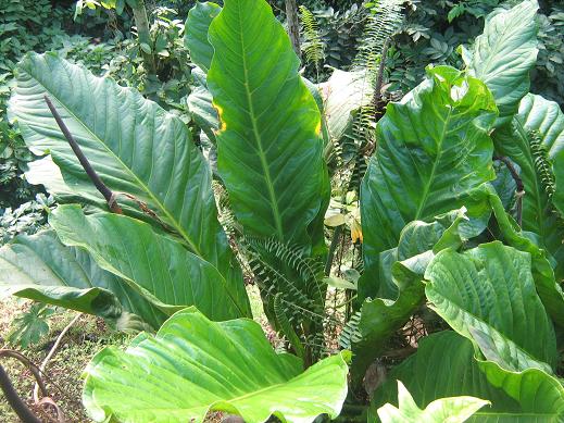 Anthurium sp. 