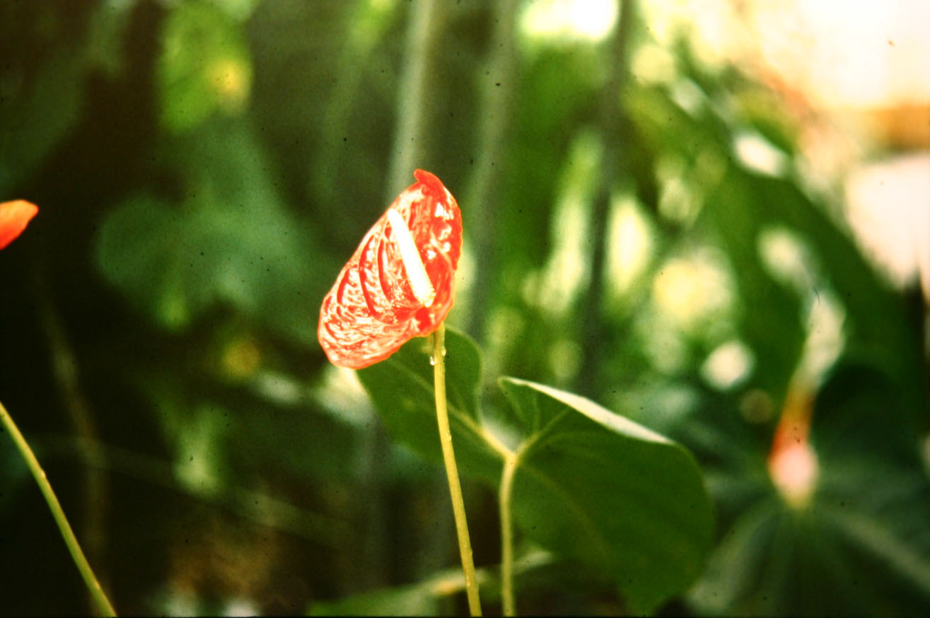 Athurium andreanum 