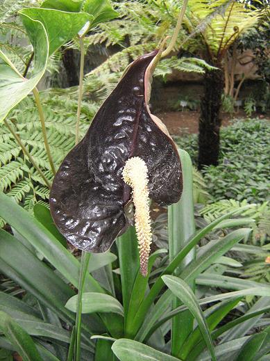 Anthurium (black spathe) 