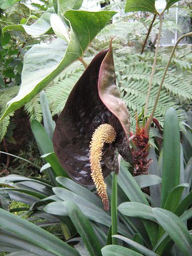 Anthurium (black spathe) 
