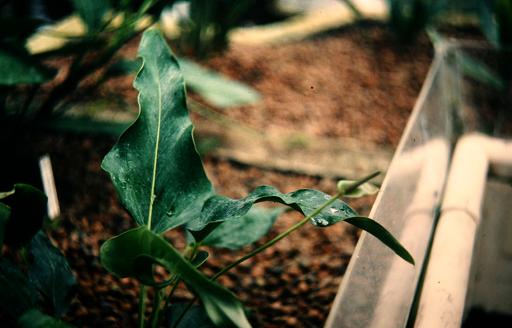 Anthurium charmulense 