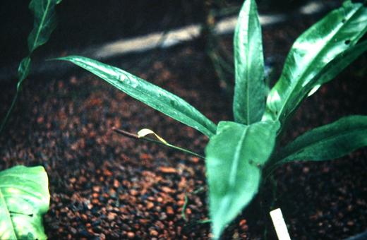 Anthurium comtum 