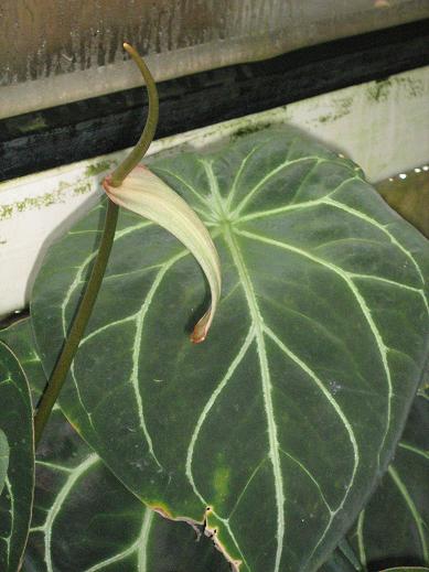 Anthurium crystallinum 