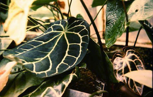 Anthurium crystallinum 