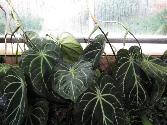 Anthurium crystallinum 