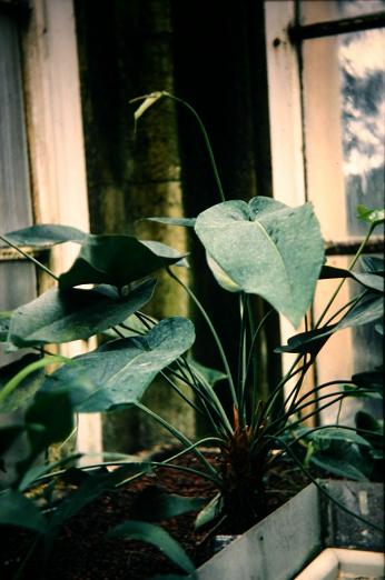 Anthurium gracile 