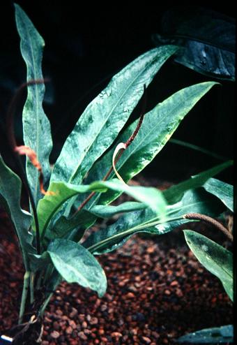 Anthurium harrisii 