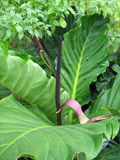 Anthurium jenmanii 