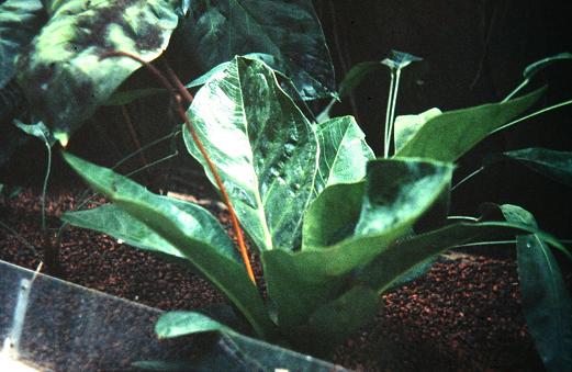 Anthurium jenmanii 