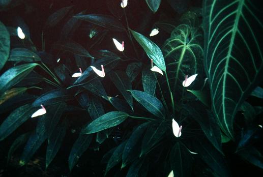 Anthurium lilacinum 