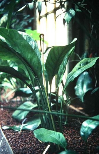 Anthurium lindemanianum 