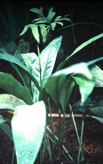 Anthurium loefgrenii 