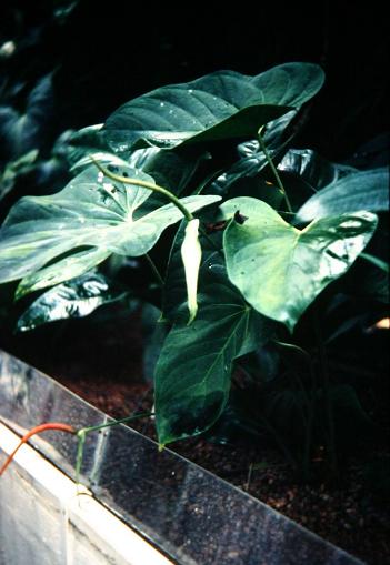 Anthurium magnificum 