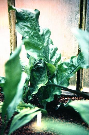 Anthurium paraguayense 