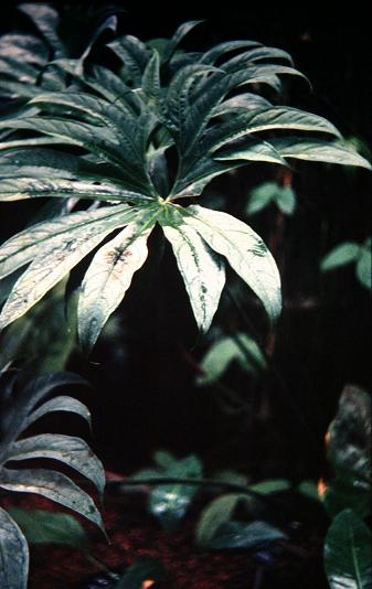 Anthurium pedatoradiatum 