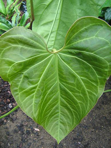 Anthurium regale 