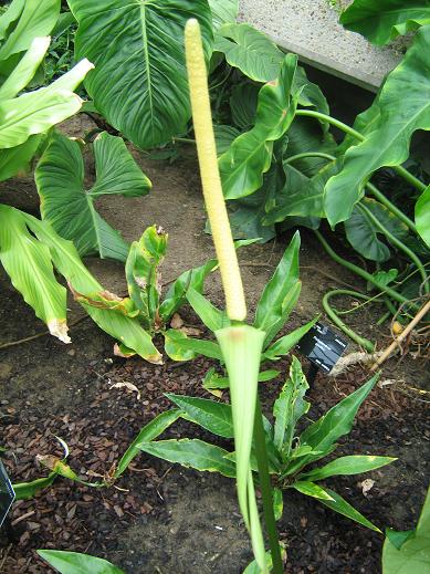 Anthurium regale 