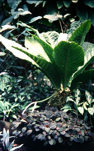 Anthurium salviniae 