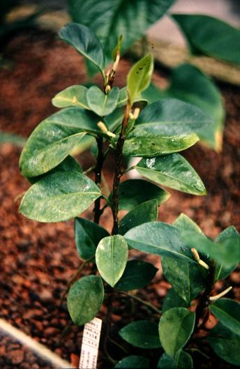 Anthurium scandens 