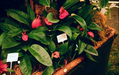 Anthurium scherzerianum 