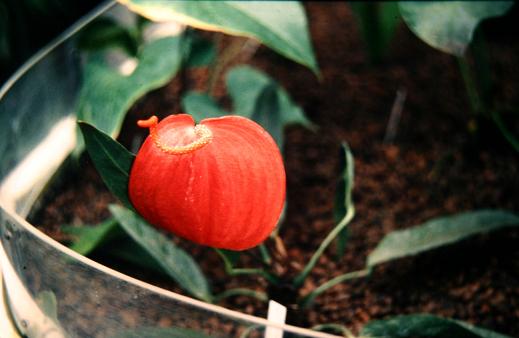 Anthurium scherzerianum 