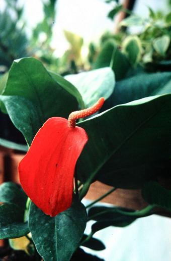 Anthurium scherzerianum 