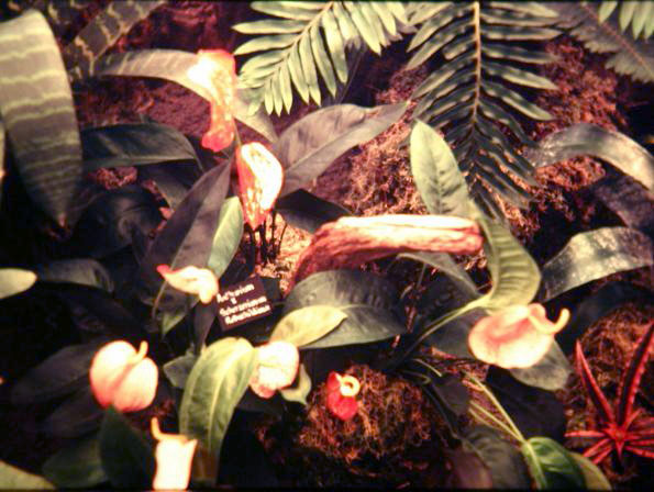 Anthurium scherzerianum 'Rothschildianum' 