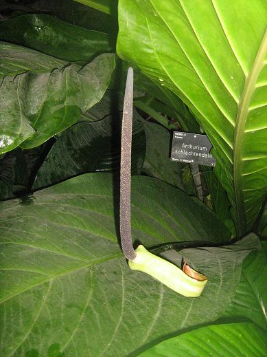 Anthurium schlechtendalii 