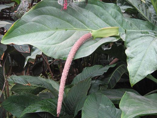 Anthurium schlechtendalii 