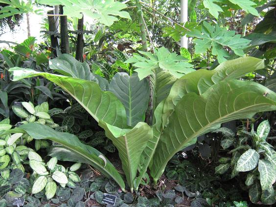 Anthurium schlechtendalii 