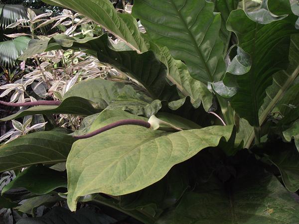 Anthurium schlechtendalii 