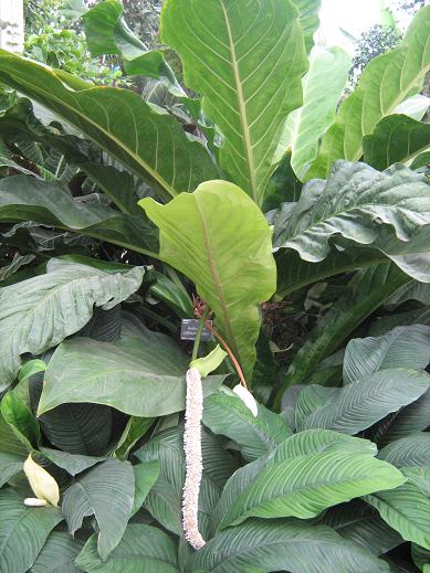 Anthurium schlechtendalii 