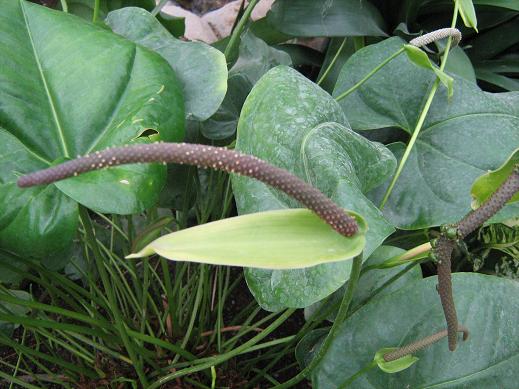 Anthurium 'St.Vincent' 