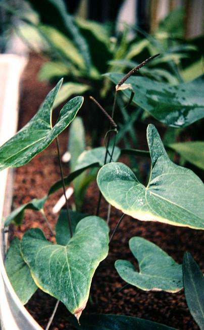 Anthurium umbrosum 