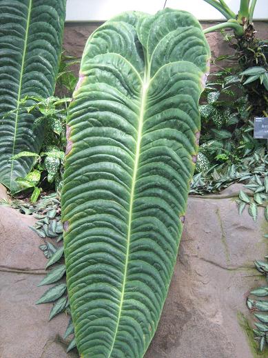 Anthurium veitchii 