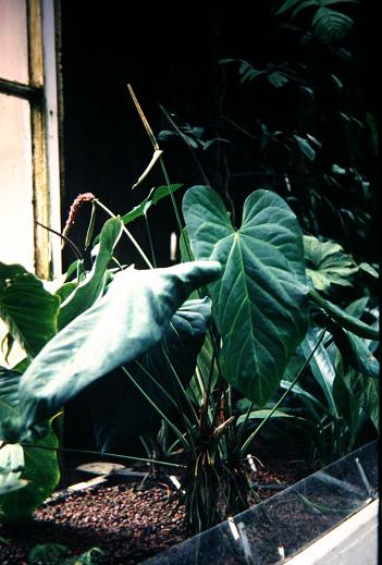 Anthurium wallisii 