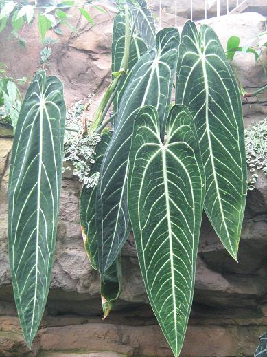 Anthurium warocqueanum 
