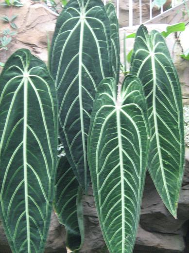 Anthurium warocqueanum 