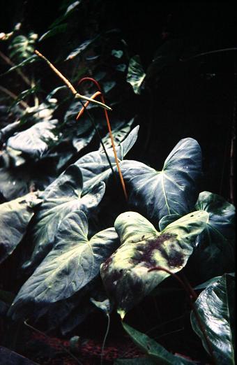 Anthurium x robustum 