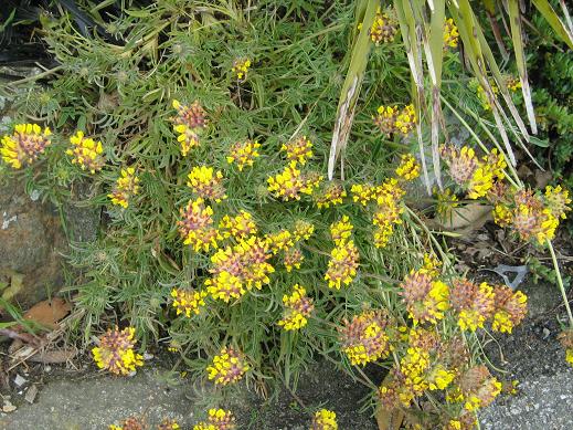 Anthyllis vulneraria 