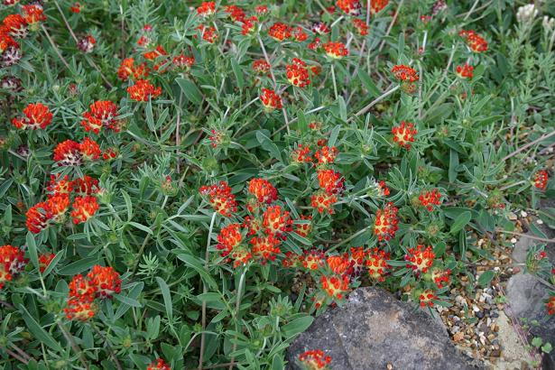 Anthyllis vulneraria var coccinea 