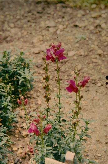 Antirrhinum majus 