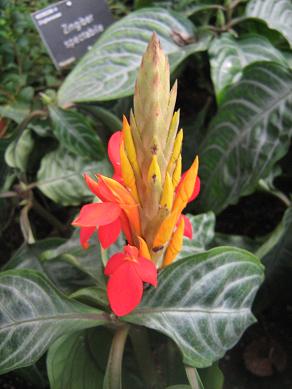 Aphelandra aurantiaca aurantiaca 